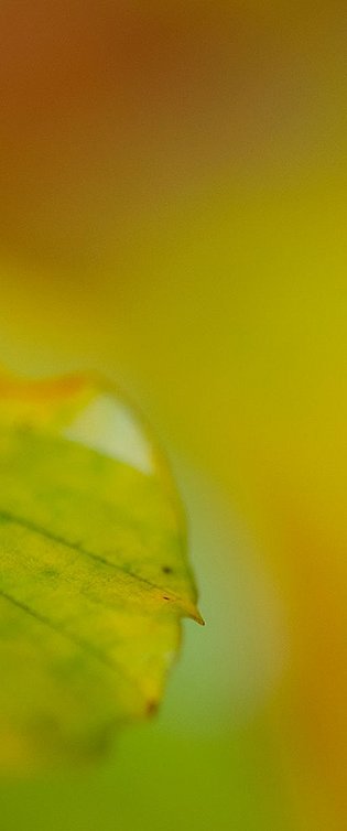 20081031-MSC 6950