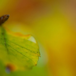 20081031-MSC 6950