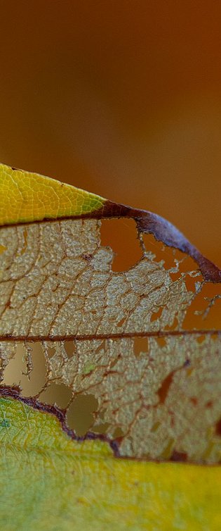 20081031-MSC 6904