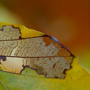 20081031-MSC 6904