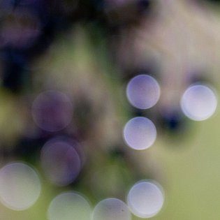 20081031-MSC 6936