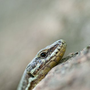 20090415-MSC 9328