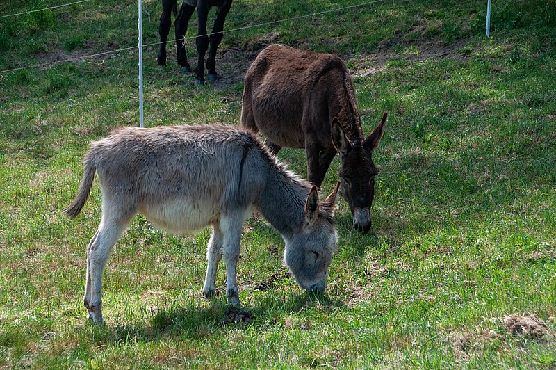 Mutter & Tocher 