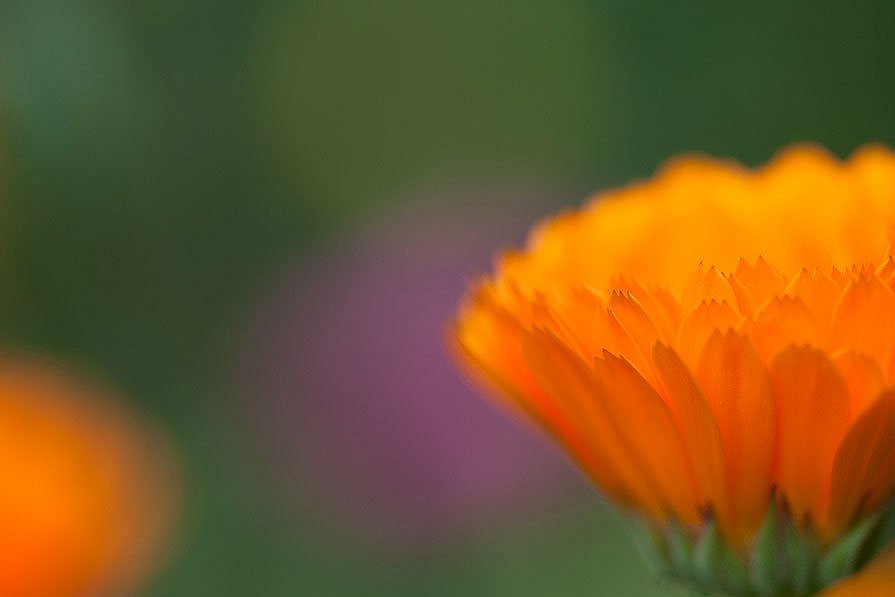 20090801-ASC 1580