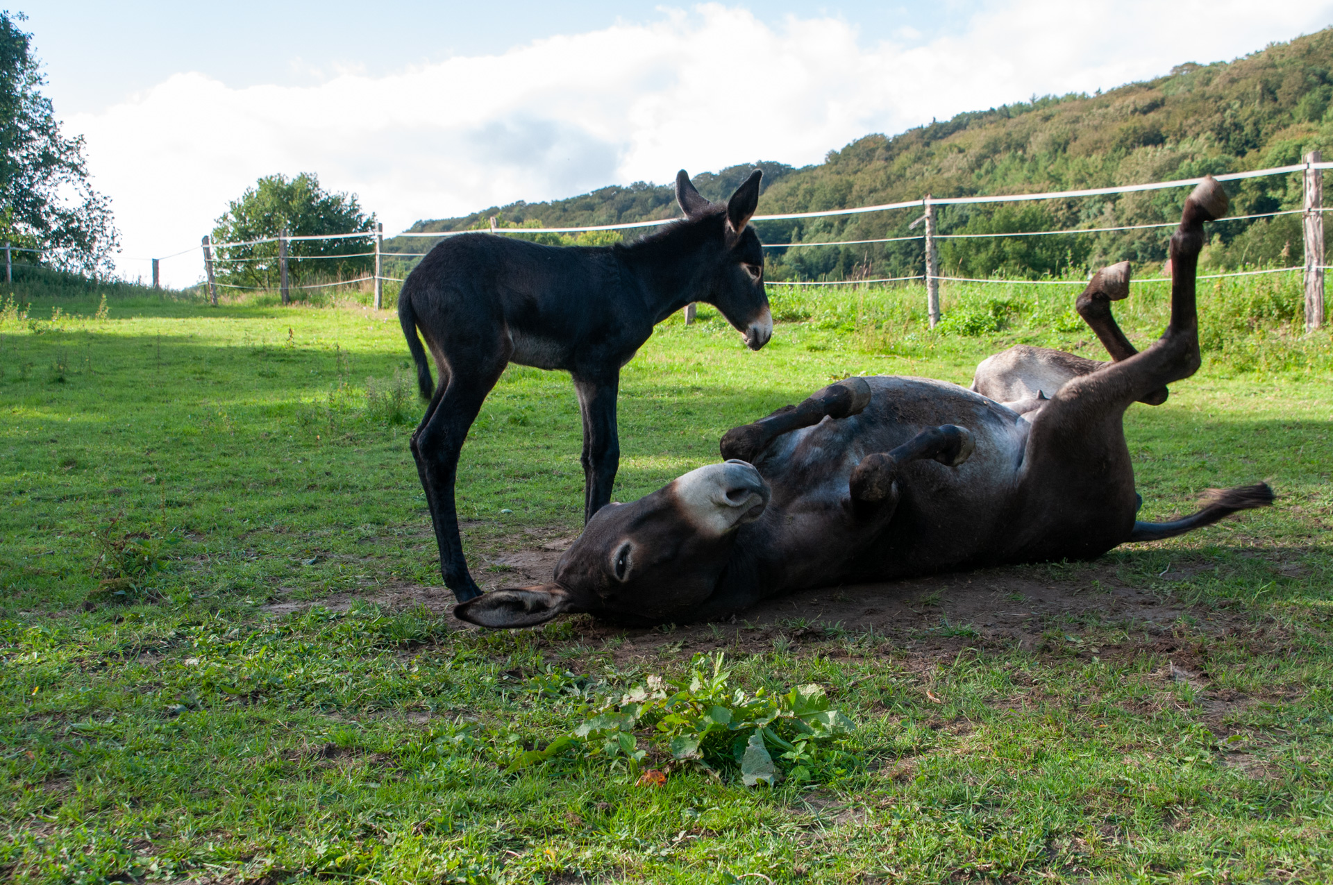 20110809-ESC_2471.jpg 20110809-ESC_2471.jpg