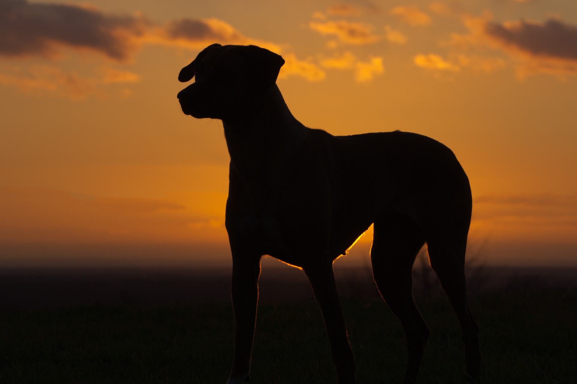 alternative: Ein Hund vor dem Sonnenuntergang