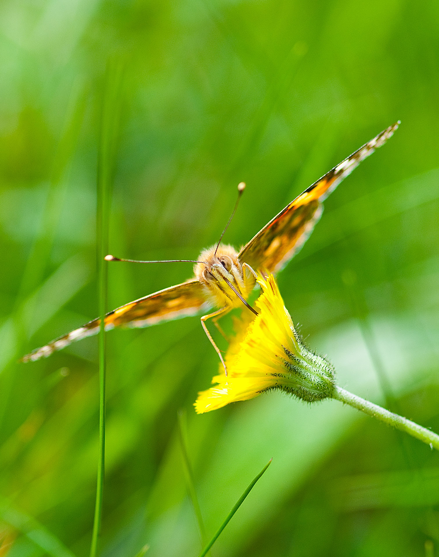 20090516--Bearbeitet-3.jpg